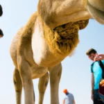 essay on animal camel