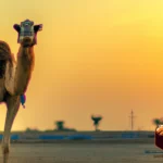 famous camel safari in india