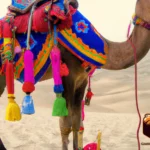 camel travel desert