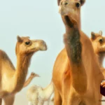 camel travel desert