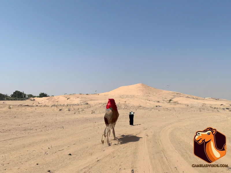 bedouin journey