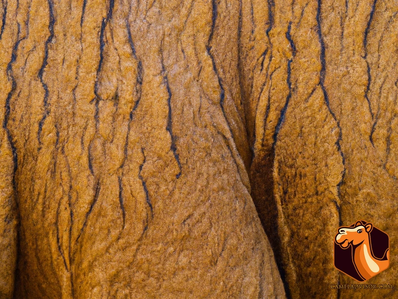 Anatomy Of Camel Skin