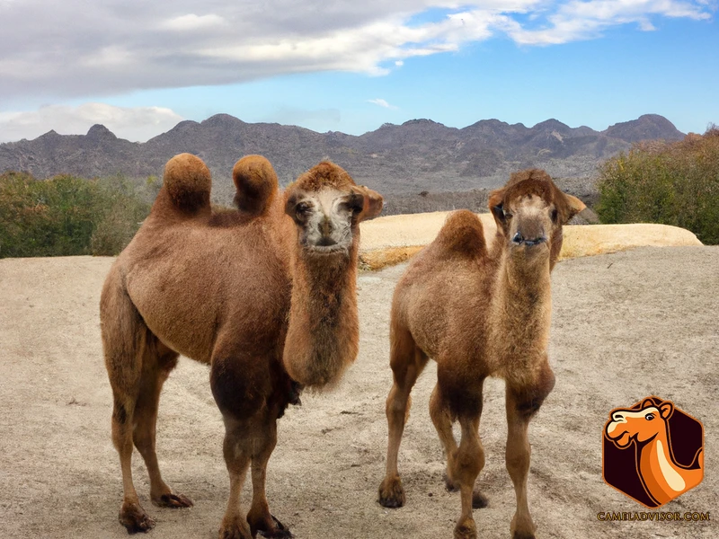 Bactrian Miniature Camels
