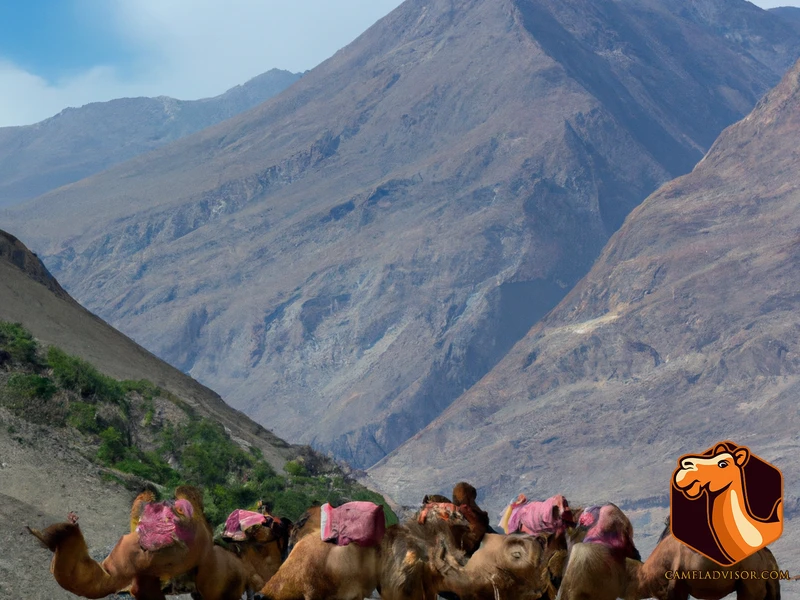 Benefits Of Pack Camels In Mountainous Terrain