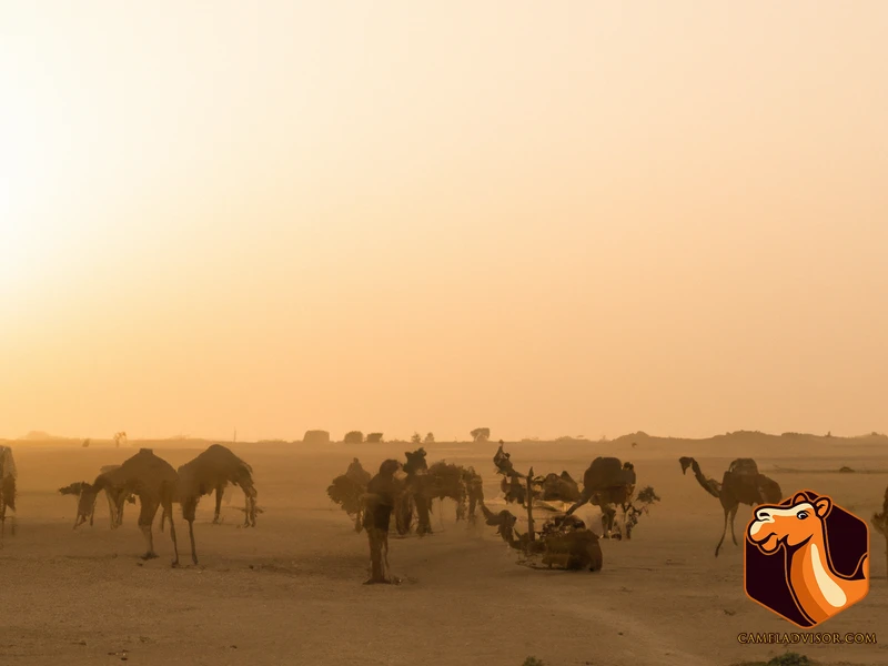 Camel Breeding