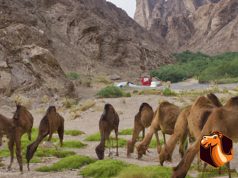 Camel Conservation Efforts