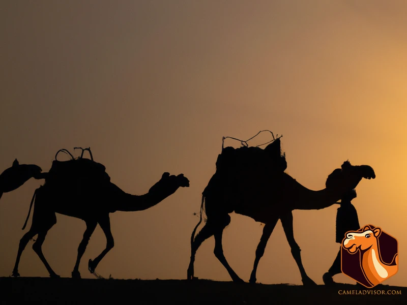 Camel Domestication And Livelihoods