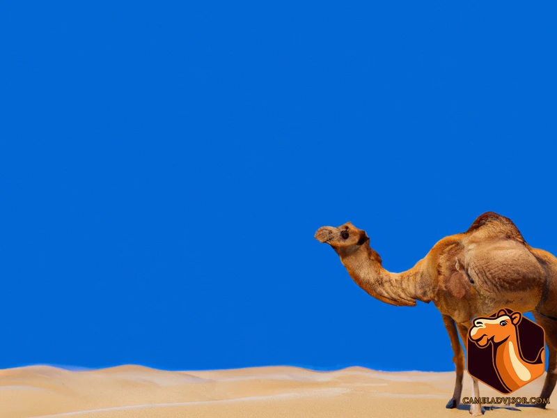 Camel Habitats