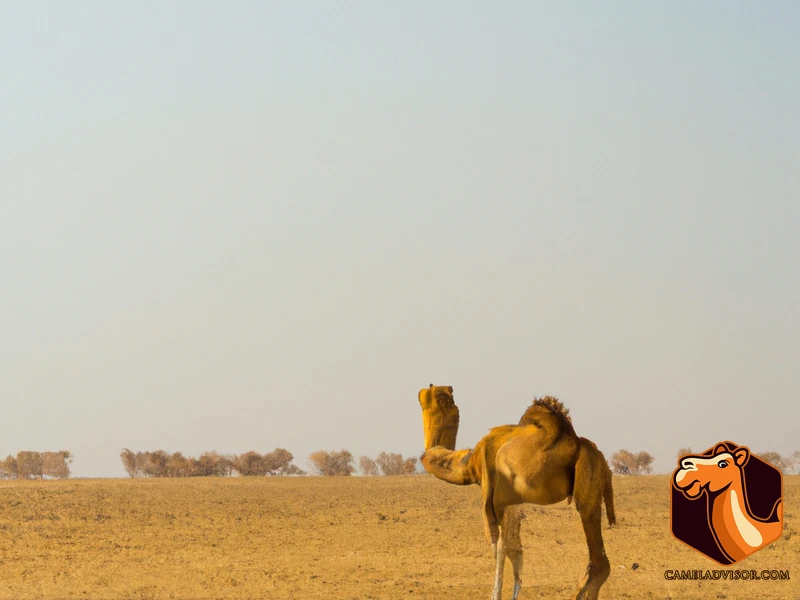 Camel Mating Season