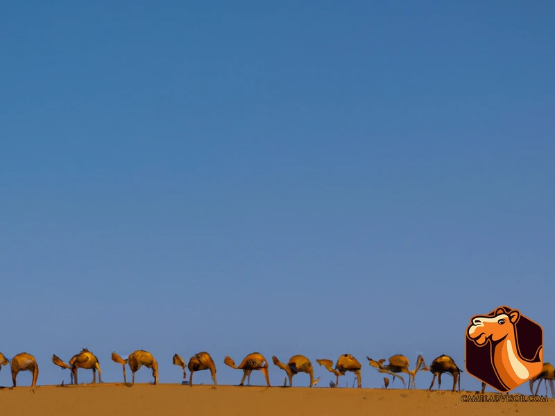 Camels For Transportation