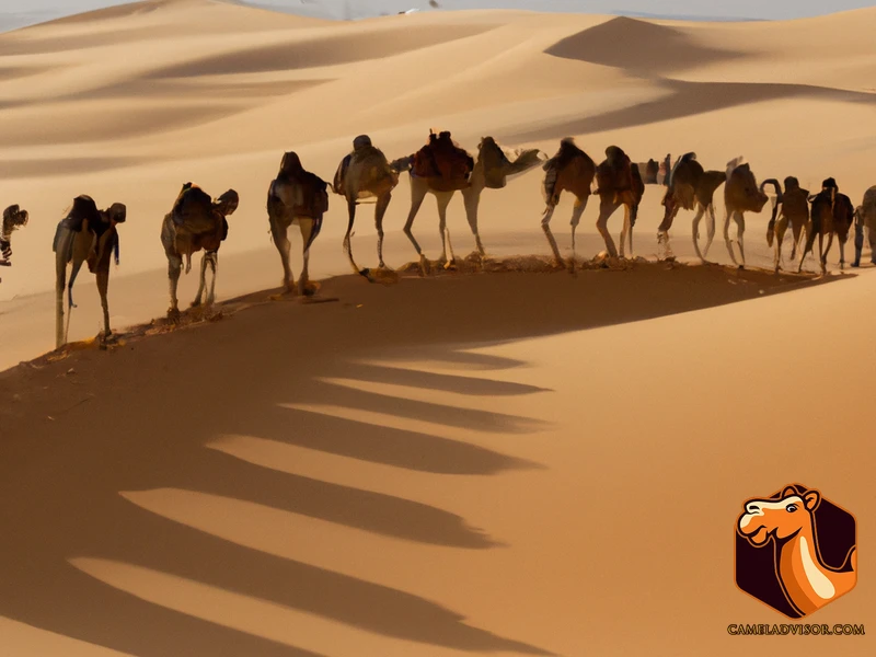 Camels In Arabia