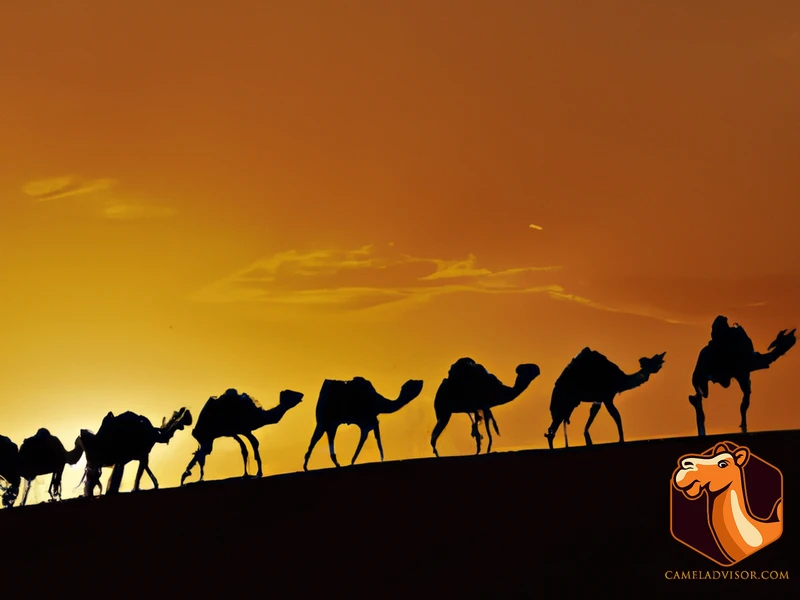 Camels In Transport
