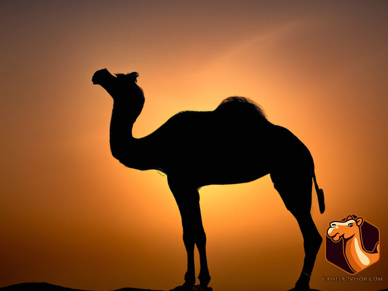 Camels Today And Their Significance