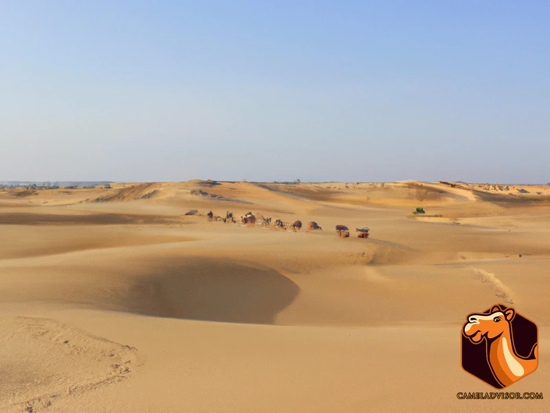 Choosing The Right Camel Trekking Destination