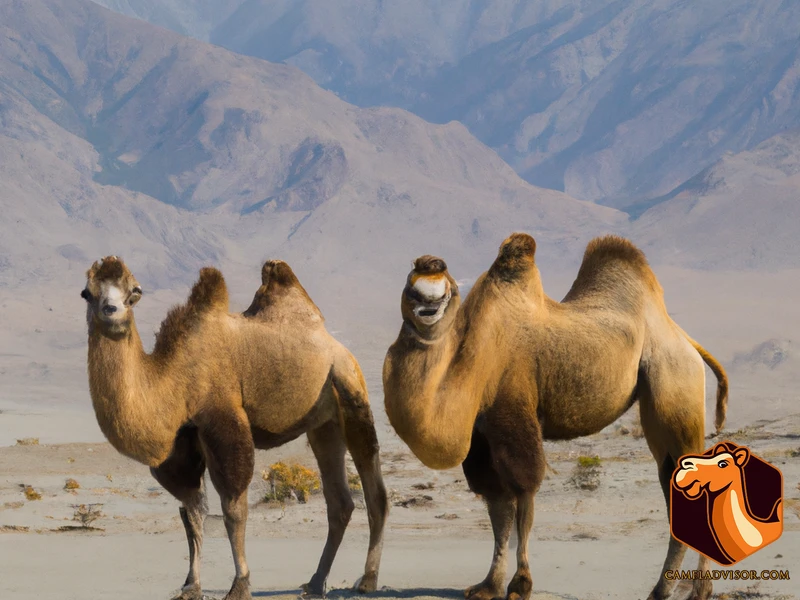 Features Of Bactrian Camels