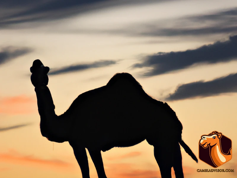 How To Capture Stunning Camel Photos With Lighting