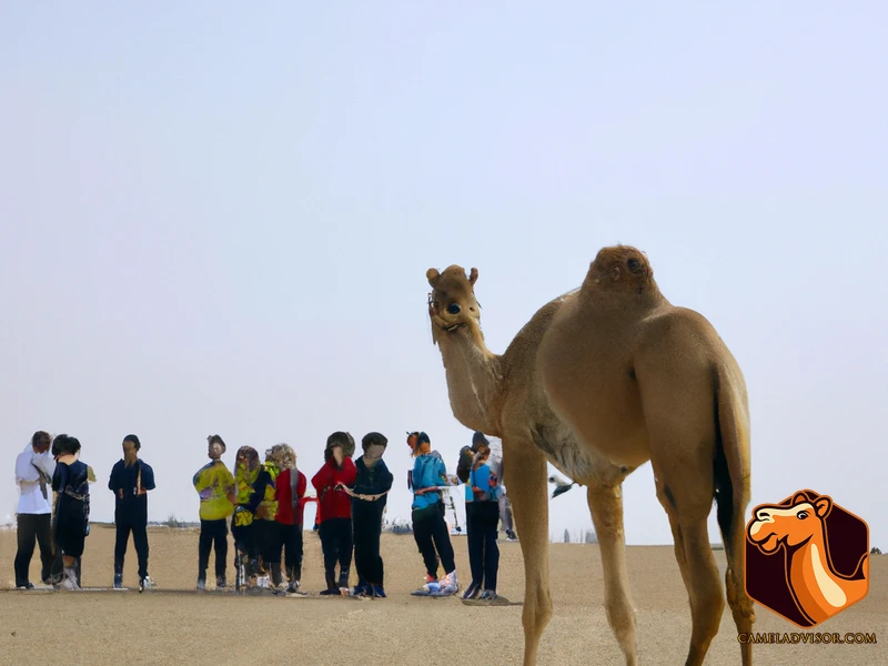 Methods Of Camel Training