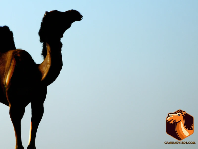 Myth #1: Camels Are Naturally Built For Riding