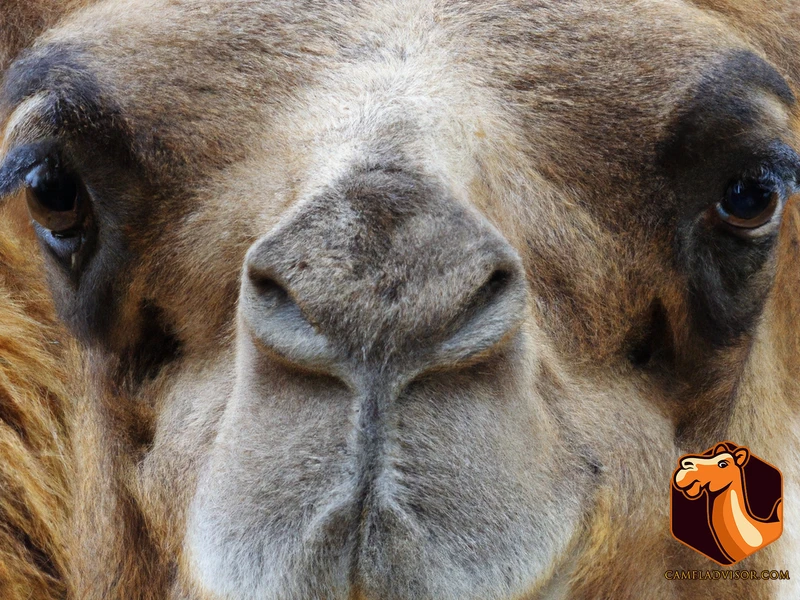 Reading Camel Facial Expressions