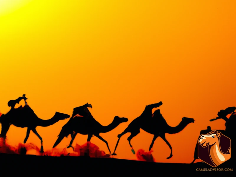 The Evolution Of Camel Racing