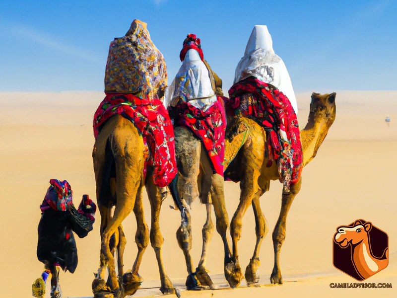 The History Of Camels In Nomadic Cultures