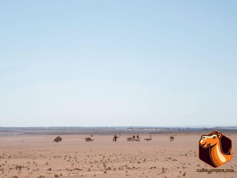 The Impact Of Feral Camels