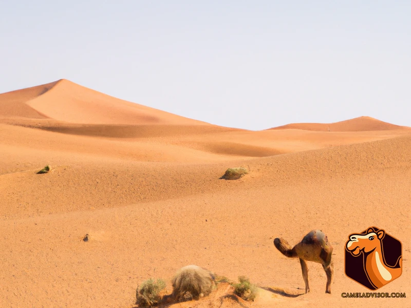 Top 10 Camel Safari Destinations