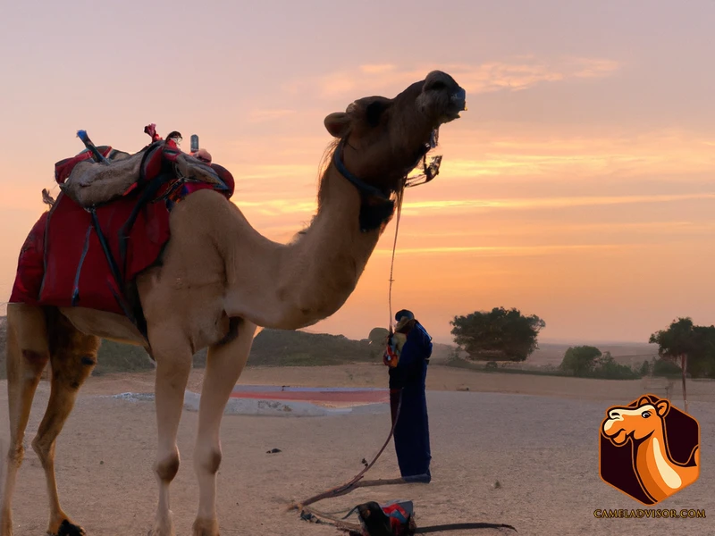 Treatment Of Digestive Problems In Camels