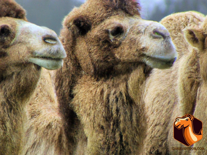 Uses Of Different Camel Breeds