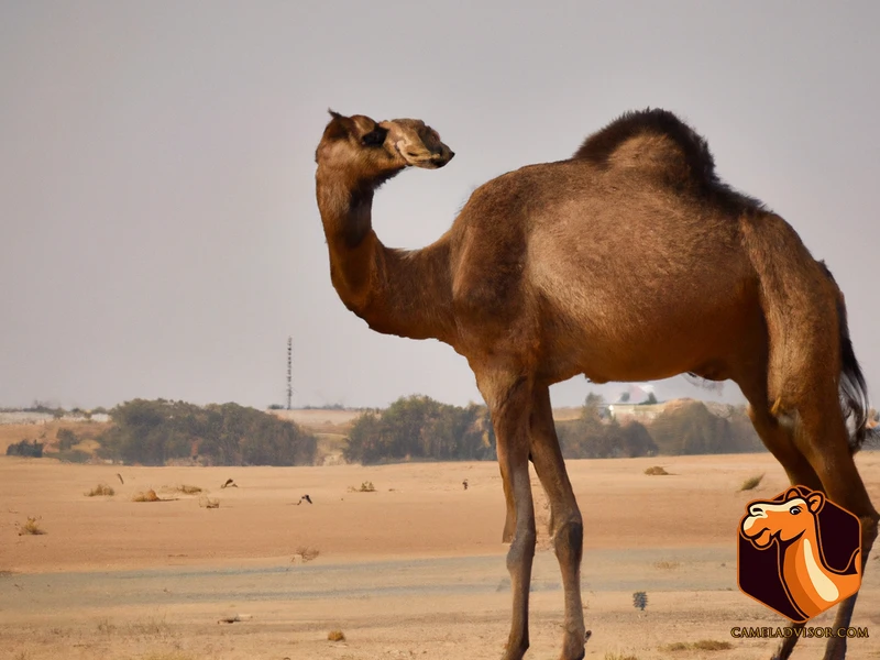 What Are Hybrid Camels?